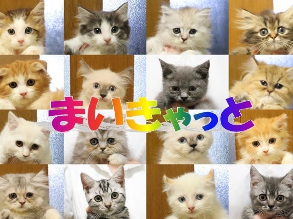 子猫の撮影スタッフ（未経験OK）