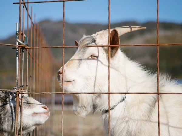 ヤギさんも2頭います♪