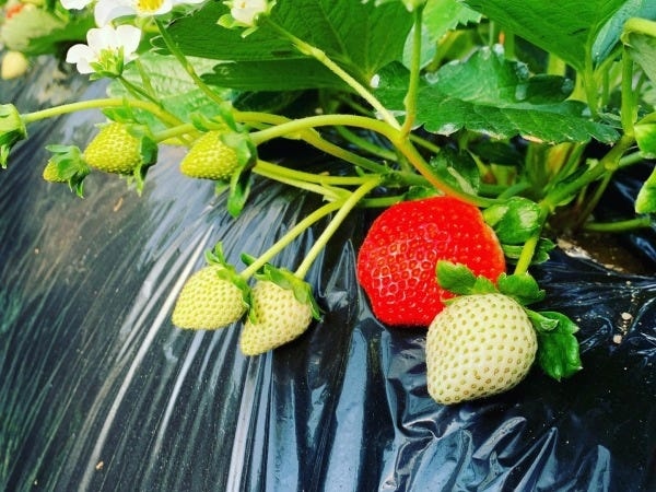 赤く色付いた苺の様子です。