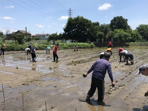 今年もみんなでお米を作ります