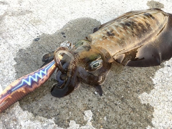 始業は朝早いですが、その分早く終わるのもこの仕事の魅力のひとつ。一般的な陸の仕事よりも一足先に、仕事終わりの自由な時間を楽しめます。