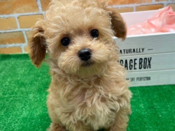 仕事中もかわいいワンちゃんネコちゃんに癒されます♪