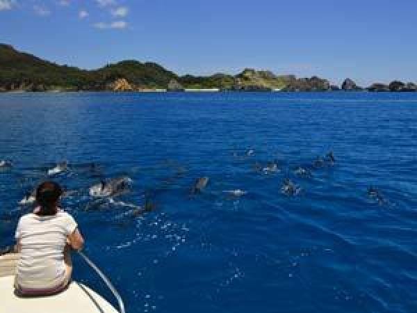 夏はイルカと泳ぐツアーを実施しています。