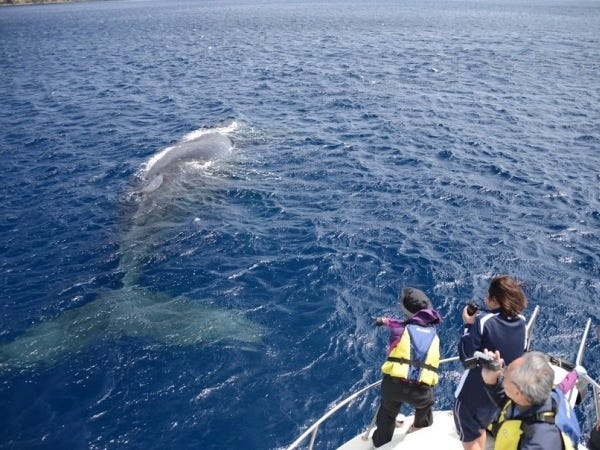 冬～春はクジラを発見するツアーに出ます。世界遺産の壮大な景色を前にクジラに出会える貴重な体験ができます。