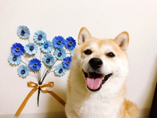 セラピー犬のリボンです。デイサービスや事務所で勤務する日もあります。