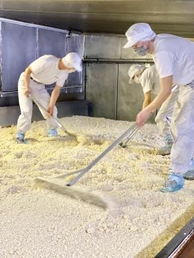 こうじ造り ３日かかる米こうじの２日目の朝に麹室での作業