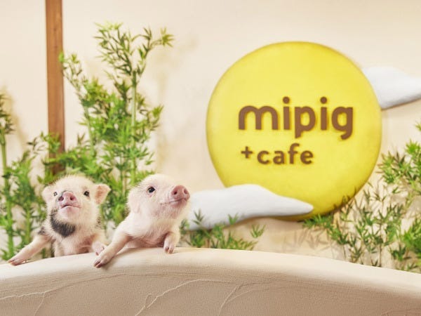 とっても人懐こいマイクロブタさんがパートナーです。スタッフはブタさんとお客様を繋ぐ大事な役割を担っています。