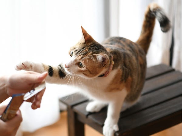 安心安全なペットフードを全国へお届けしています