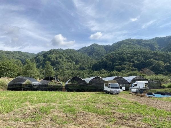 農場の様子です。主にパイプハウス内での作業になります。