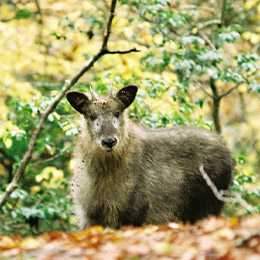 工場の周りは自然だらけ。ニホンカモシカもときどき訪れます。