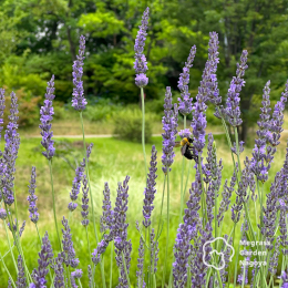 Instagramでは植栽予定のお花を紹介中。ゆくゆくは、SNSやHP運用などもお任せします。