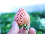副業の農作業スタッフ