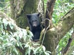 人間に見つかって大木の上に逃げあがり、不安そうに人間を見ているツキノワグマ